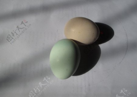 鸡蛋土绿蛋绿鸡蛋图片