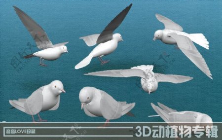 高清3D白鸽图片