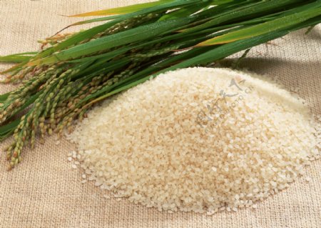 稻穗与新鲜大米图片