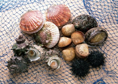 海鲜海螺螺子肉海产品海产品图片