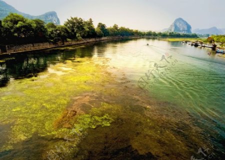 桂林漓江河流的浮萍图片