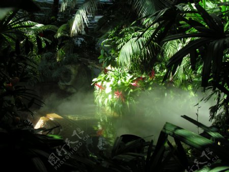 热带雨林图片