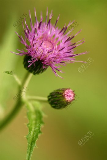 紫花藿香蓟图片