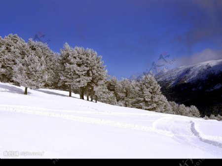 白色冬季美丽雪景图片