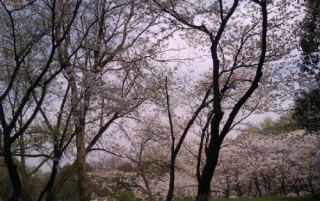太子湾樱花图片