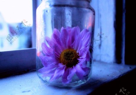 玻璃瓶里的花朵图片