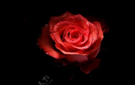 夜色玫瑰图片