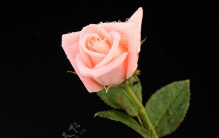 一束粉红玫瑰花图片