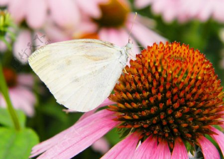 蝴蝶和花摄影特写图片