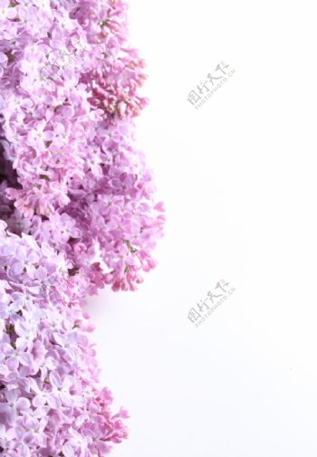 粉色丁香花图片
