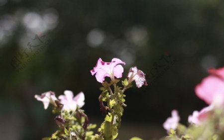 花朵摄影图片