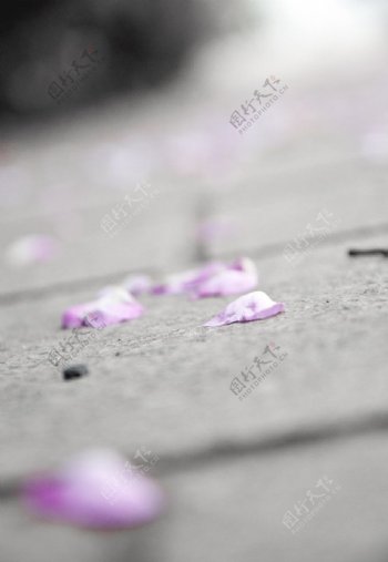粉色蔷薇花瓣图片