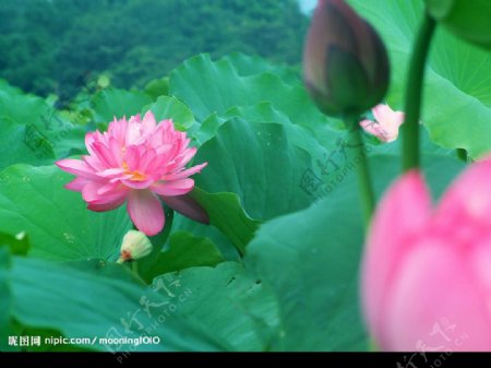 荷花图片