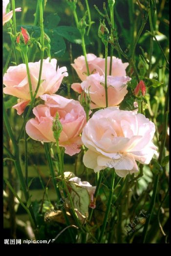 春夏季花卉粉色玫瑰图片