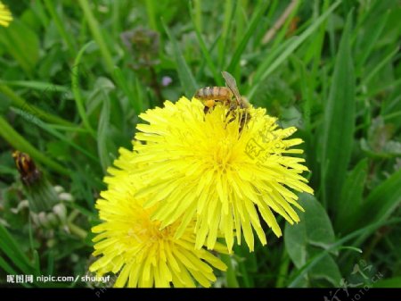 蒲公英花和蜜蜂图片