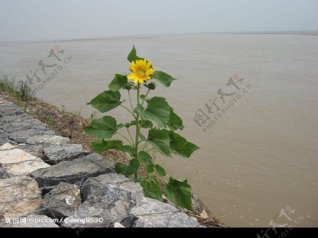 黄河边的葵花图片