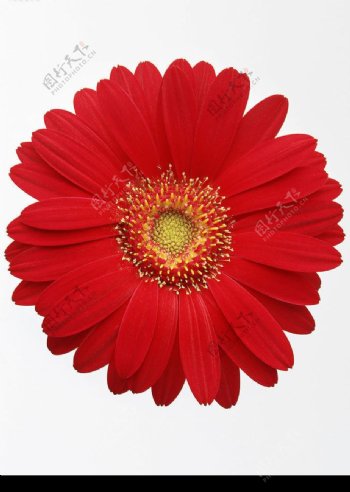 红菊图片