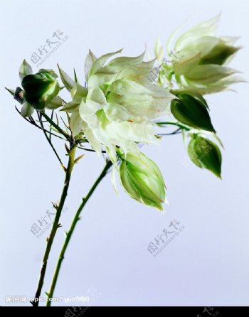 精品花卉系列鲜花朵朵图片