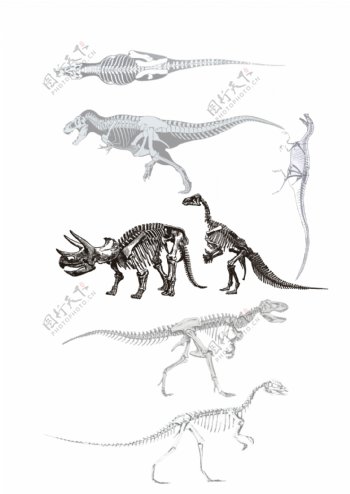 恐龙骨架图片