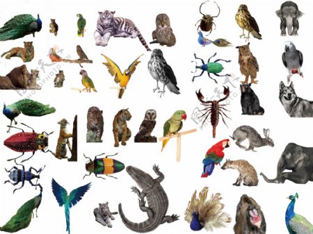 动物昆虫图片