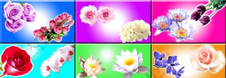花卉合集图片