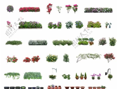 园林植物PSD大集合80张图片