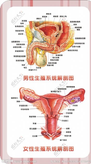 男女生殖系统图图片