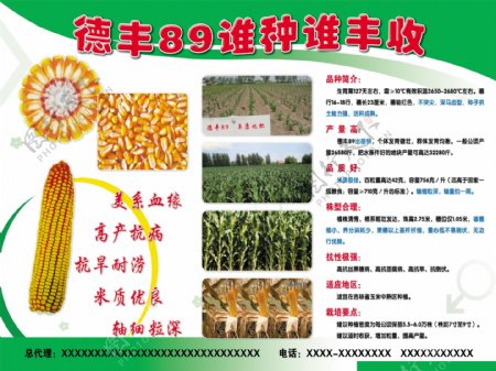 德丰玉米种子宣传单图片