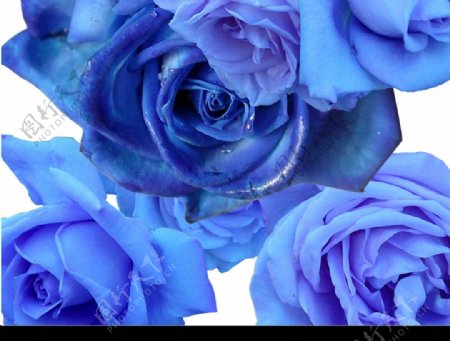 非常有特色的蓝玫瑰图片