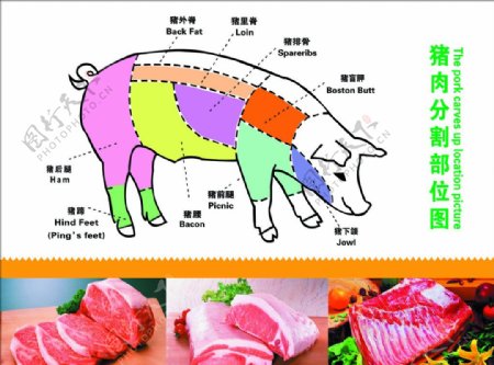 猪肉部位分割图图片