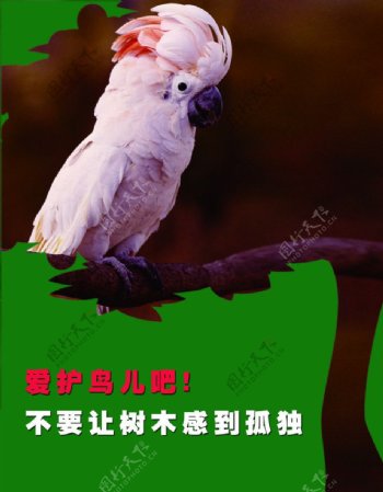保护鸟类海报图片