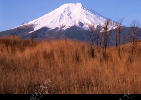 樱花与富士山0184