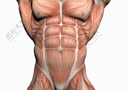 肌肉人体模型0104