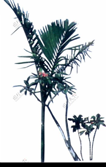 棕榈及椰树0003