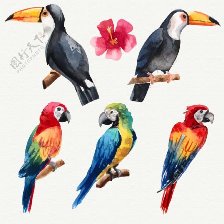 水彩绘2个大嘴鸟和3个鹦鹉设计