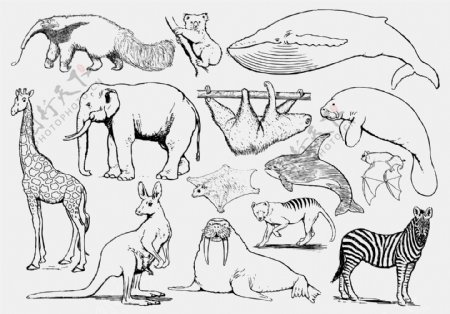 野生动物手稿