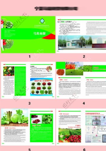 绿色蔬菜商贸中英文宣传画册