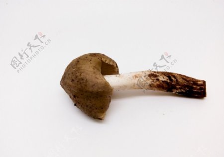 鸡枞菌蘑菇野生香菇菌类