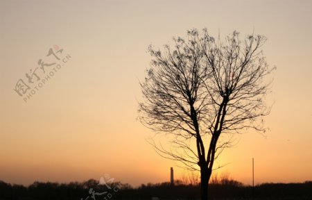 夕阳树影
