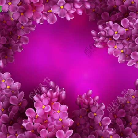 紫色浪漫薰衣草背景