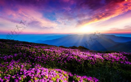 阳光下的美丽紫色花园