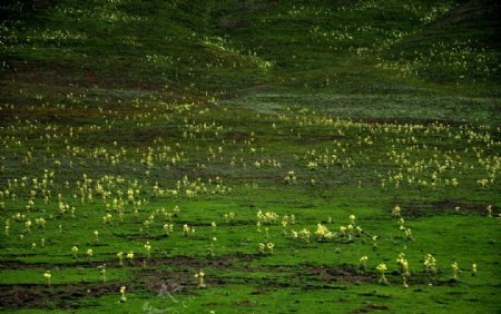 高原草地