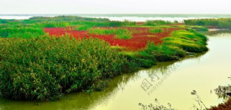 红海滩绿苇荡