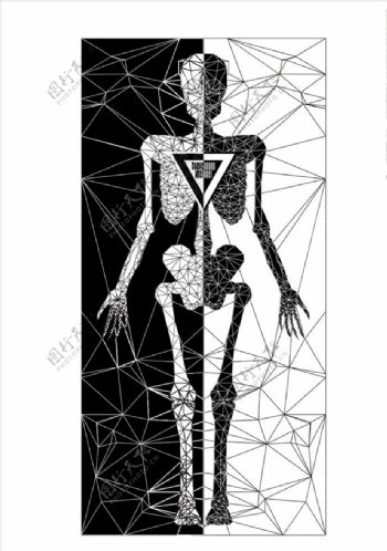 人体骨骼素材下载线条排列矢量图