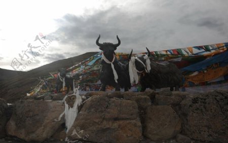 米拉山西藏公牛
