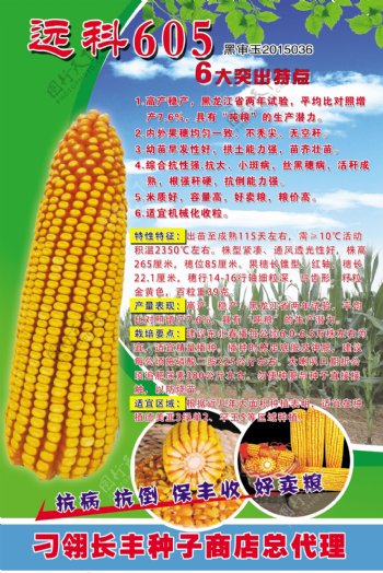 远科605玉米种子