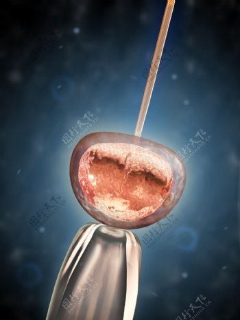 胚胎