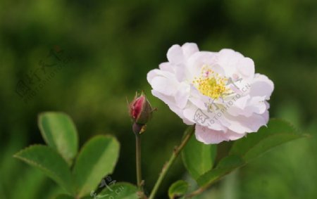 盛开的粉色蔷薇蔷薇花苞