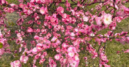 粉色花树俯拍摄影图
