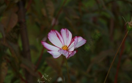 波斯菊